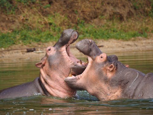 Gratis stockfoto met dierenfotografie, gevecht, hippo