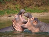 Two hippos engage in a dramatic fight in a river, showcasing wild behavior in Africa.