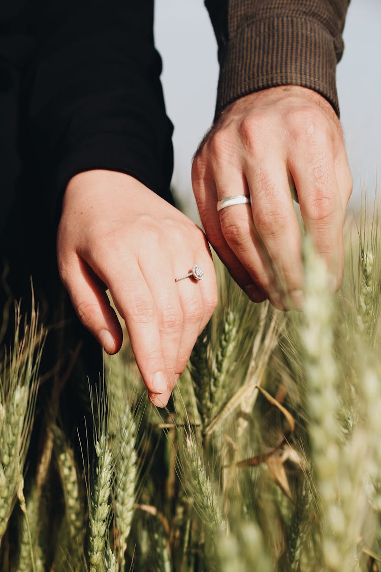 Married Couple Hands Touching Grain