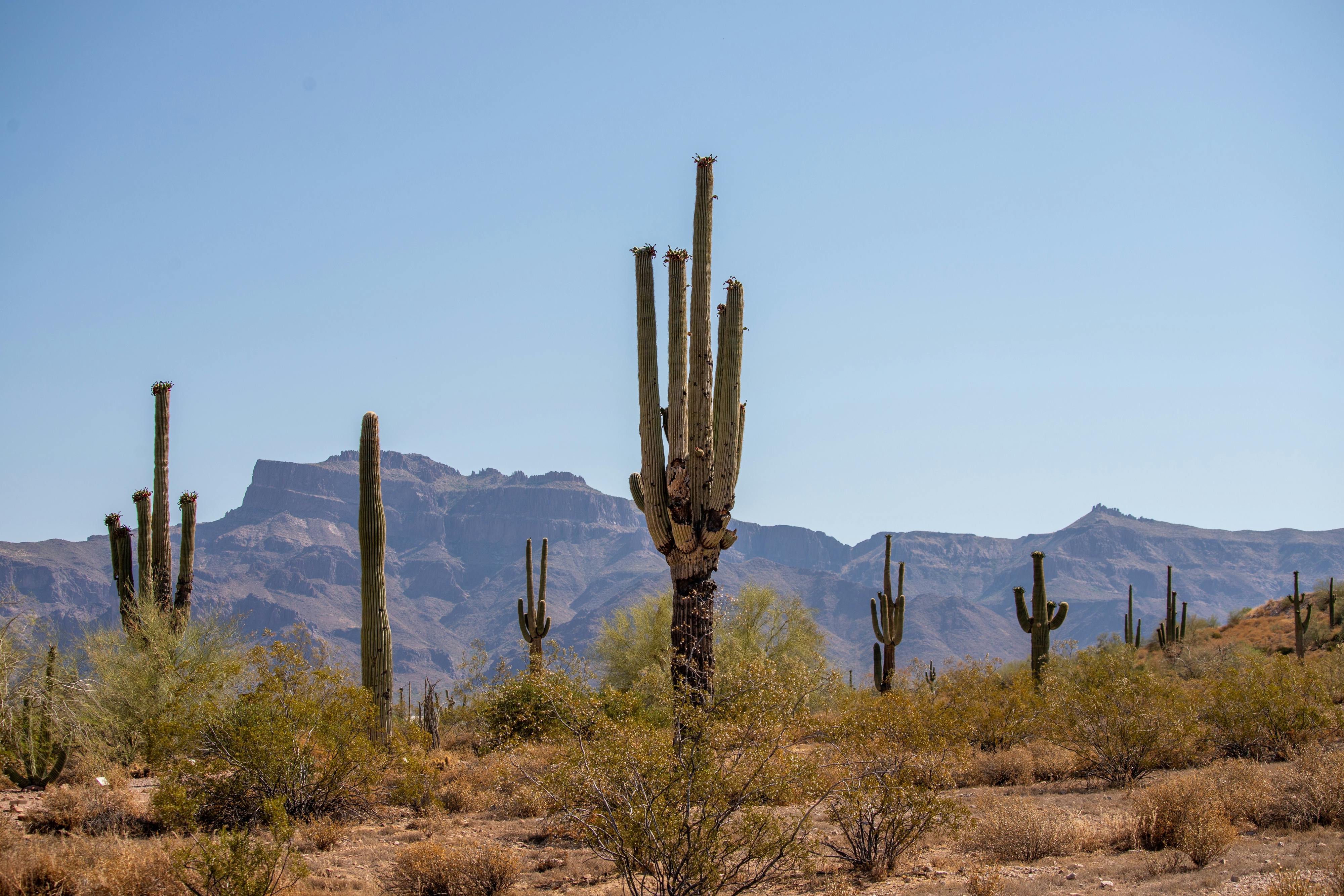 Desert · Free Stock Photo