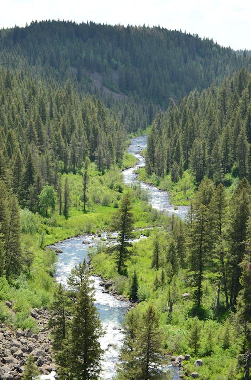 River in Forested Valley