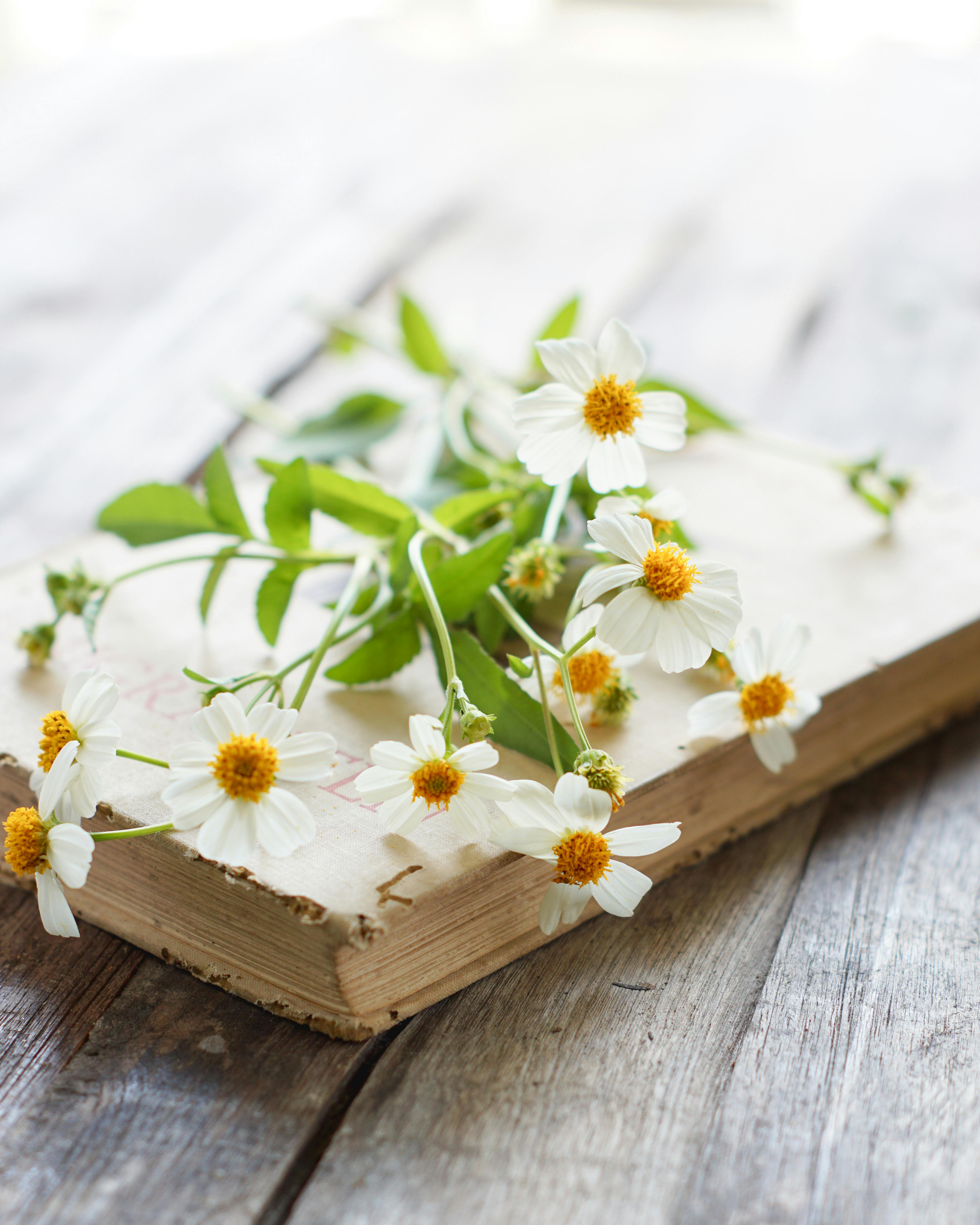 White Flowers on Book Pages · Free Stock Photo