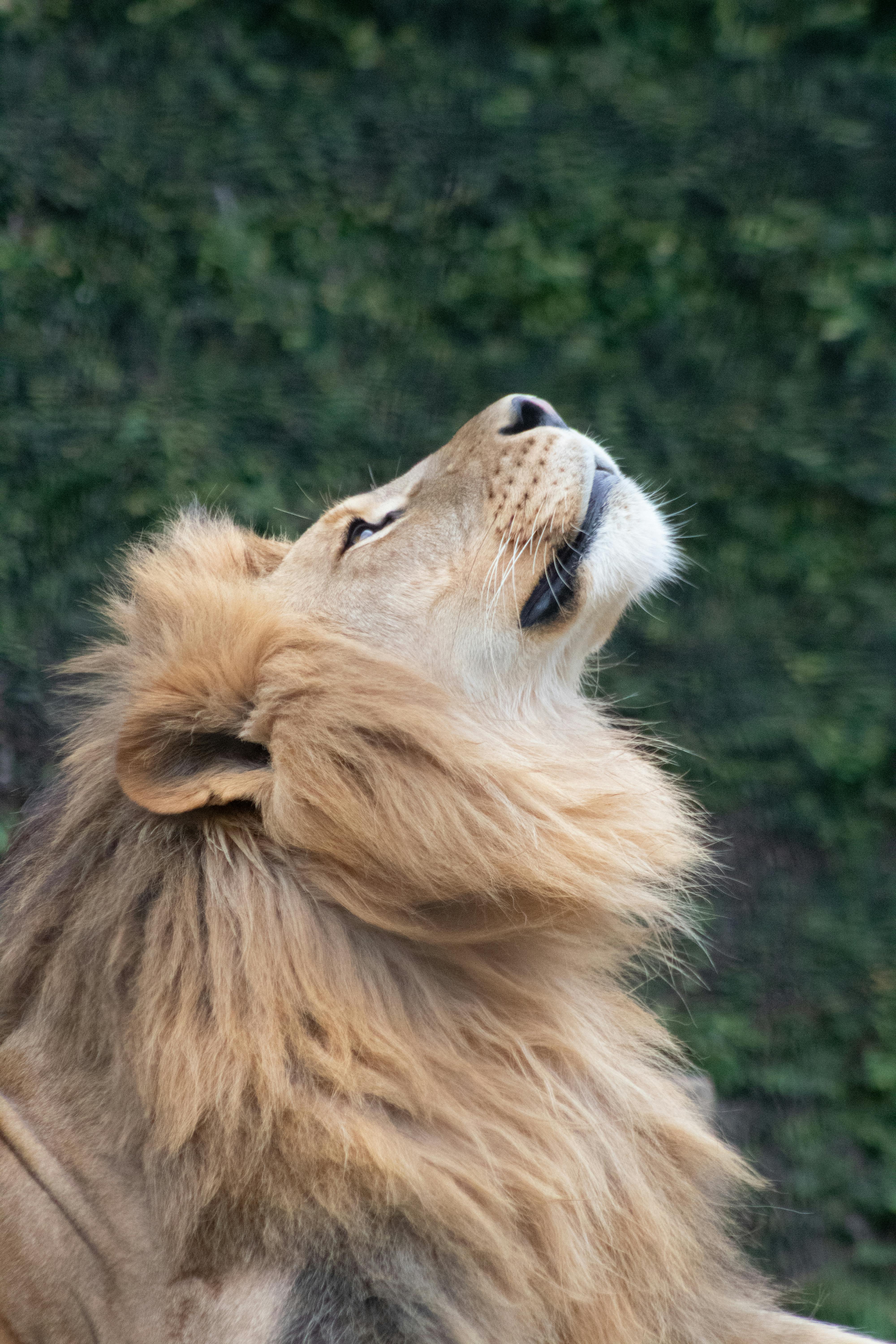 Lion Looking Up · Free Stock Photo