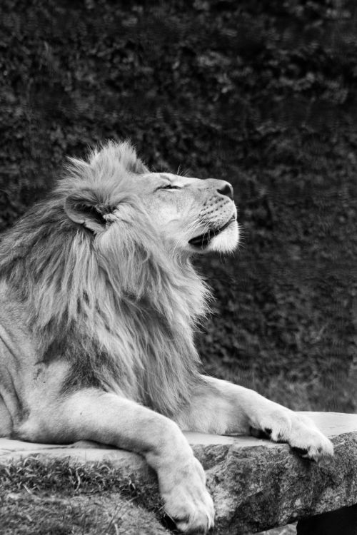 Free A striking black and white image of a lion resting elegantly, perfect for wildlife photography enthusiasts. Stock Photo