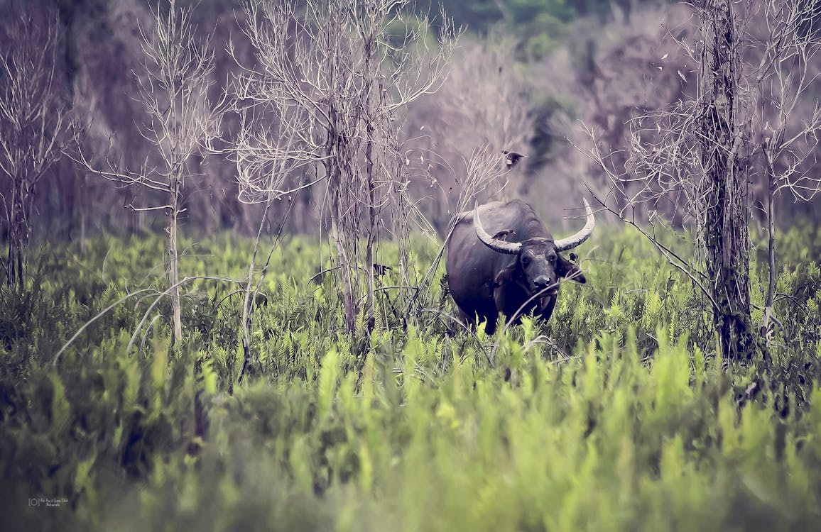 Murrah Buffalo Care - Top 6 Steps For Animal Health 3 Free Standing Black Water Buffalo Stock Photo