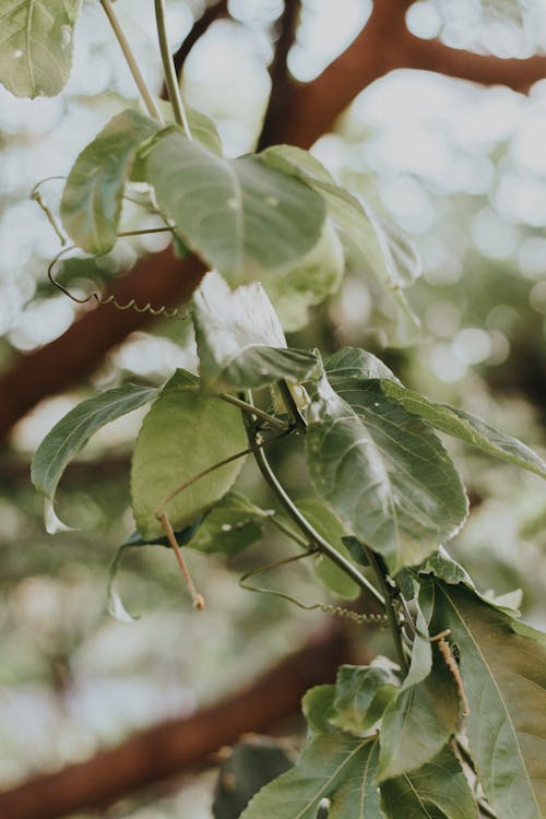 Fotobanka s bezplatnými fotkami na tému botanický, listy, poľnohospodárstvo