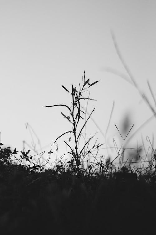 Foto profissional grátis de black and white, campo, campo de feno