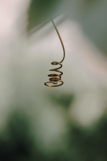 Elegant spiral vine tendril against a soft, green blurred background, captured outdoors.