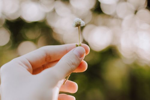 Free Close-up of a hand gently holding a small white pipewort flower with bokeh background. Stock Photo