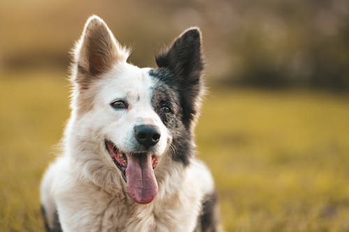 Picture of a Border Collie Outside