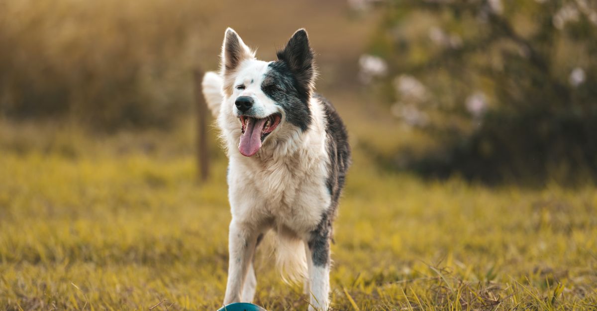 Essential Tips for Keeping Your Pets Happy and Healthy