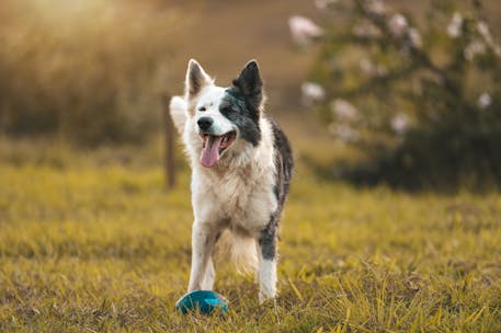 A playful border collie enjoys a sunny day in the field, happily engaging with a ball.