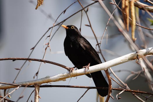Close-up of a European Blackbird (Turdus merula) perched on a branch in Pforzheim, Germany.