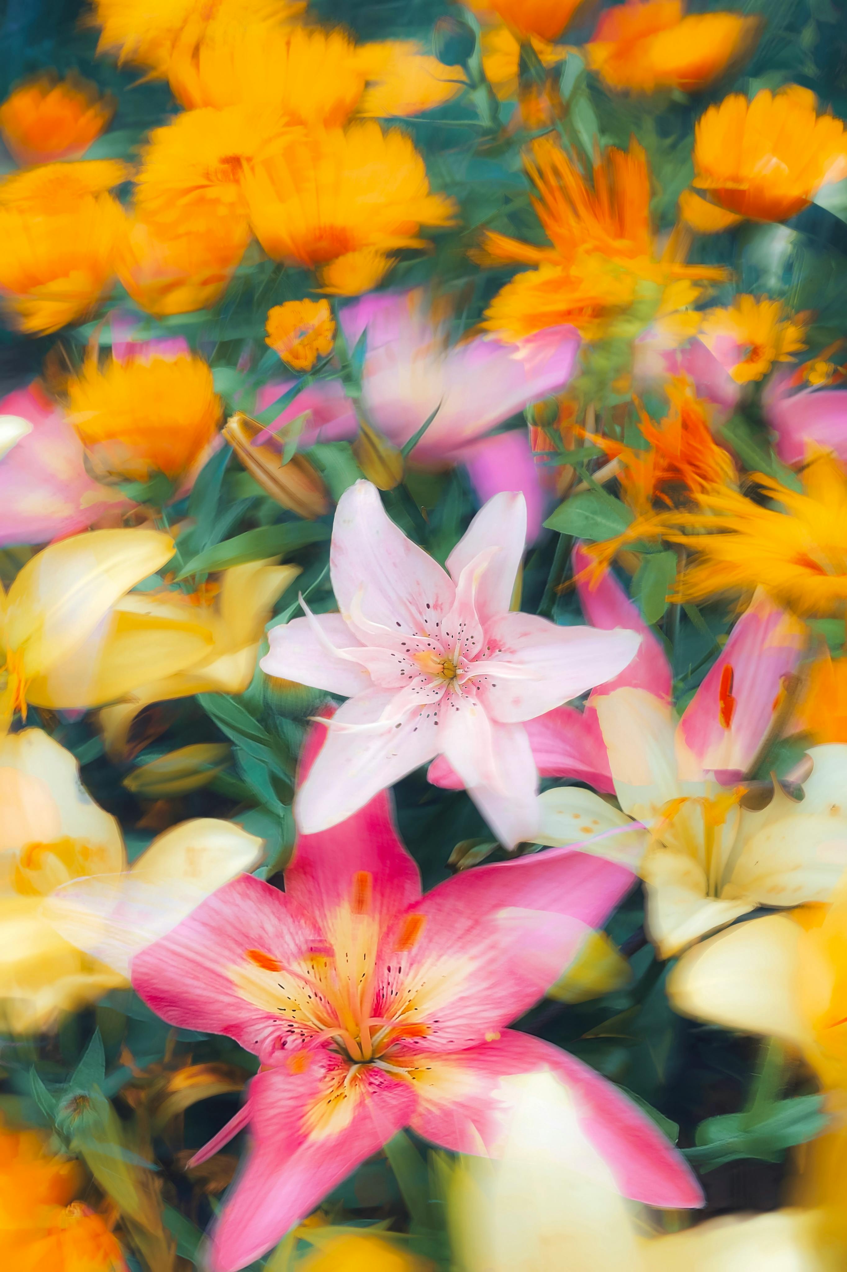 Colorful lilies and marigolds in a vibrant garden setting, showcasing nature's beauty.