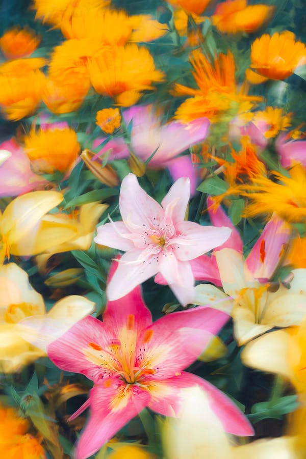 Pink Lilies in Garden
