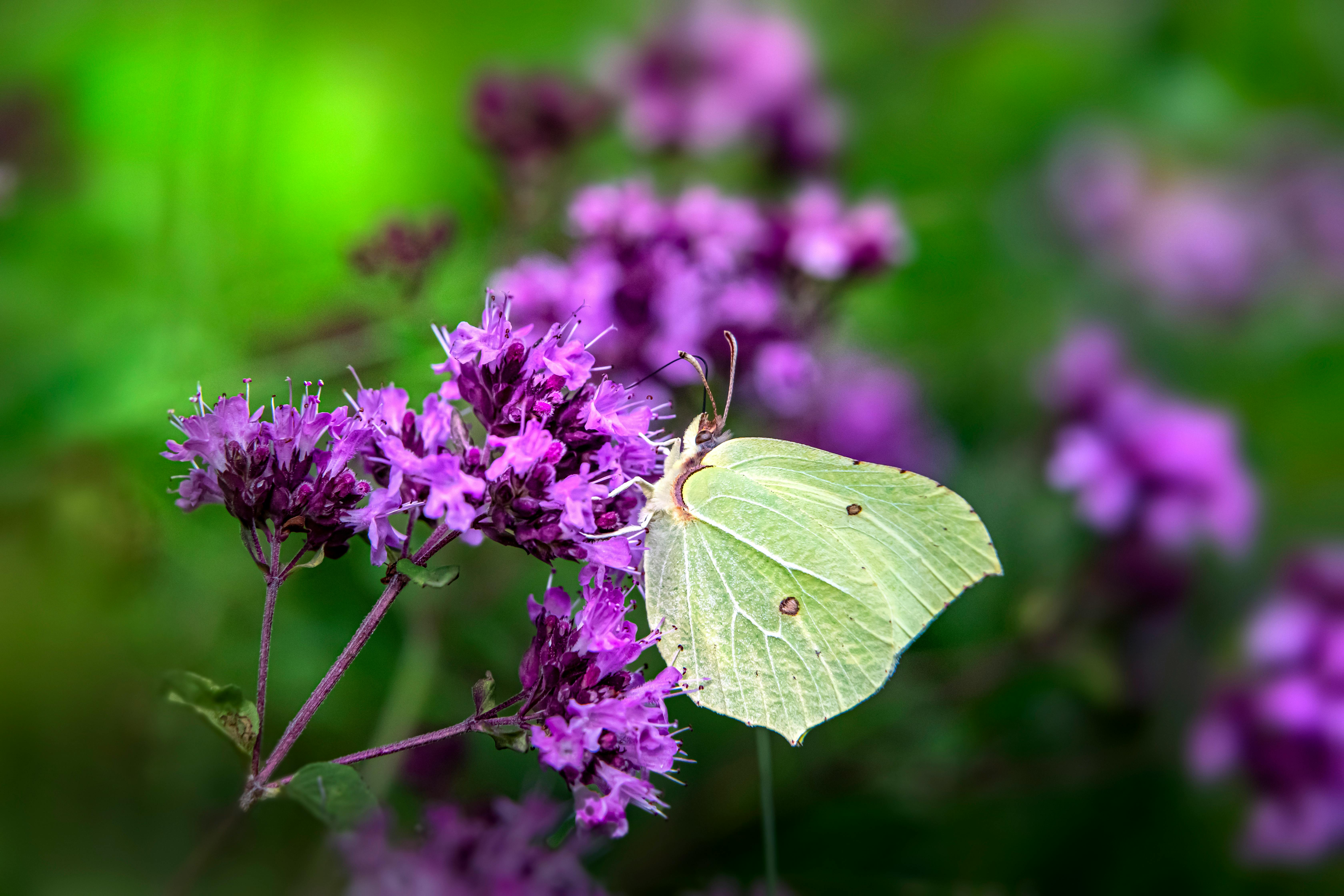 A green butterfly sitting on purple flowers