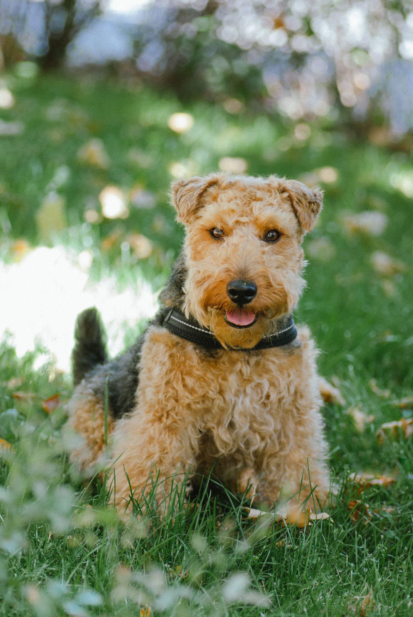 Welsh Terrier puppy on grass, photo by Valeriia Harbuz on Pexels