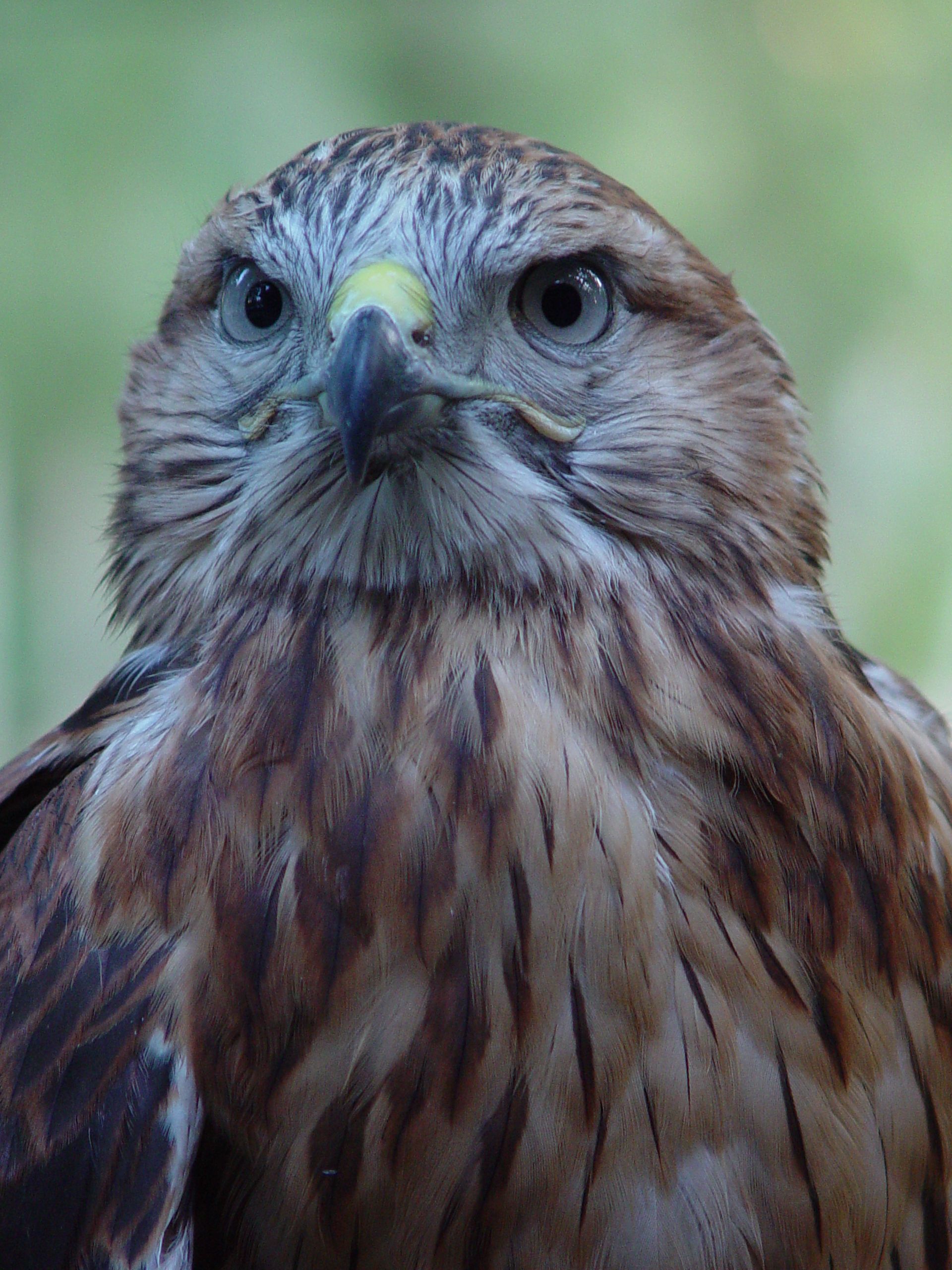 Detailed close-up of a hawk's head showcasing its sharp features and natural habitat.