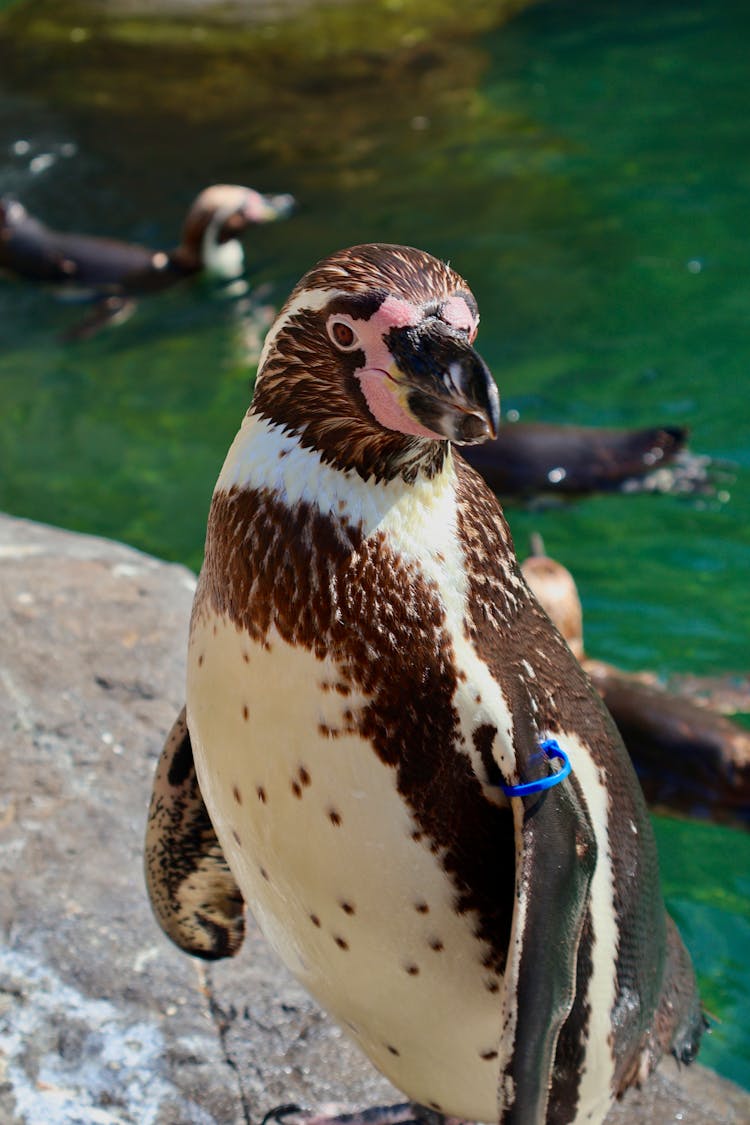 Humboldt Penguin On Rock In ZOO