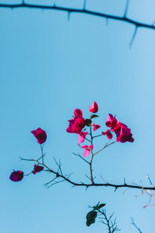 가지, 꽃, 식물군의 무료 스톡 사진