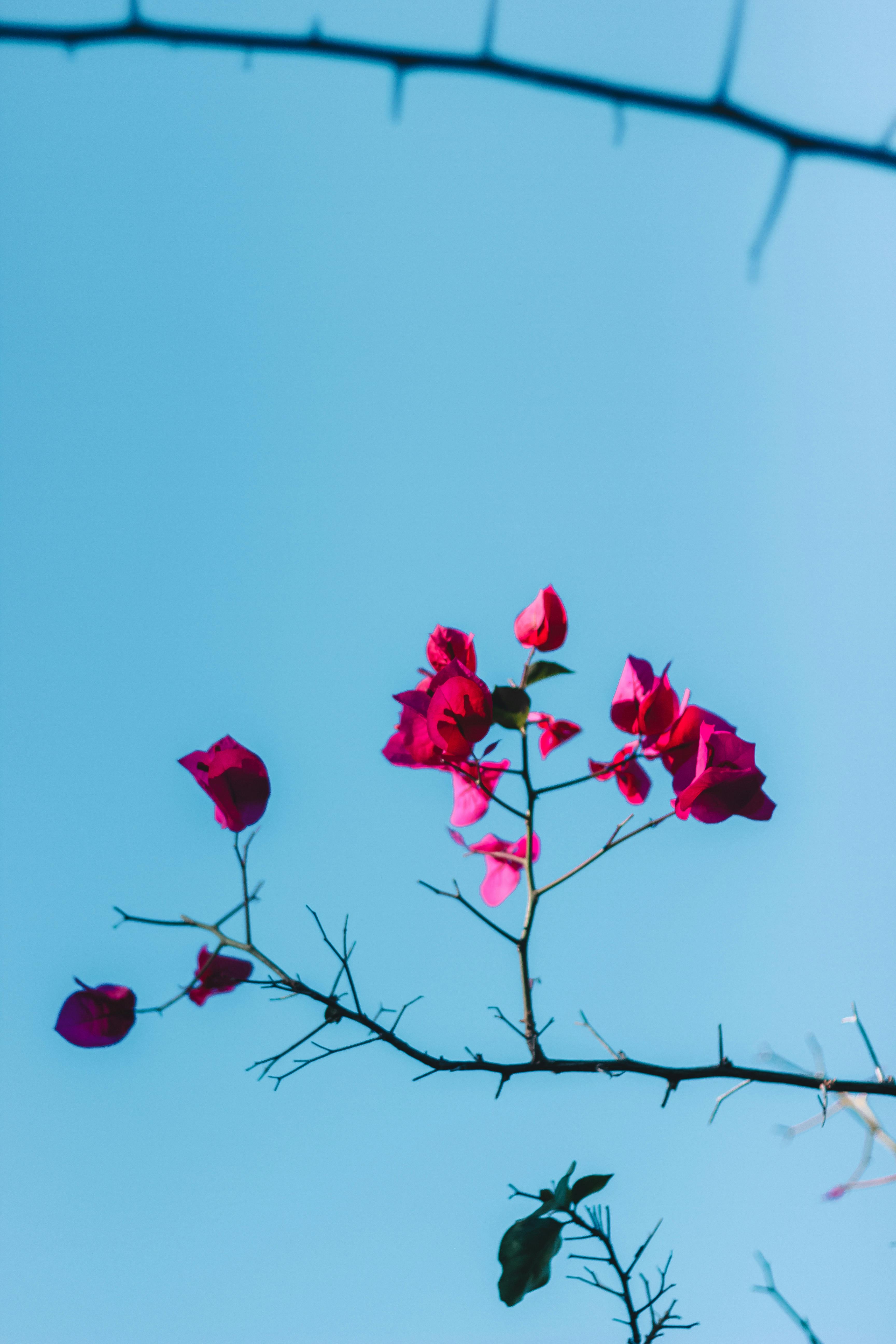 Free stock photo of red, roses, tree