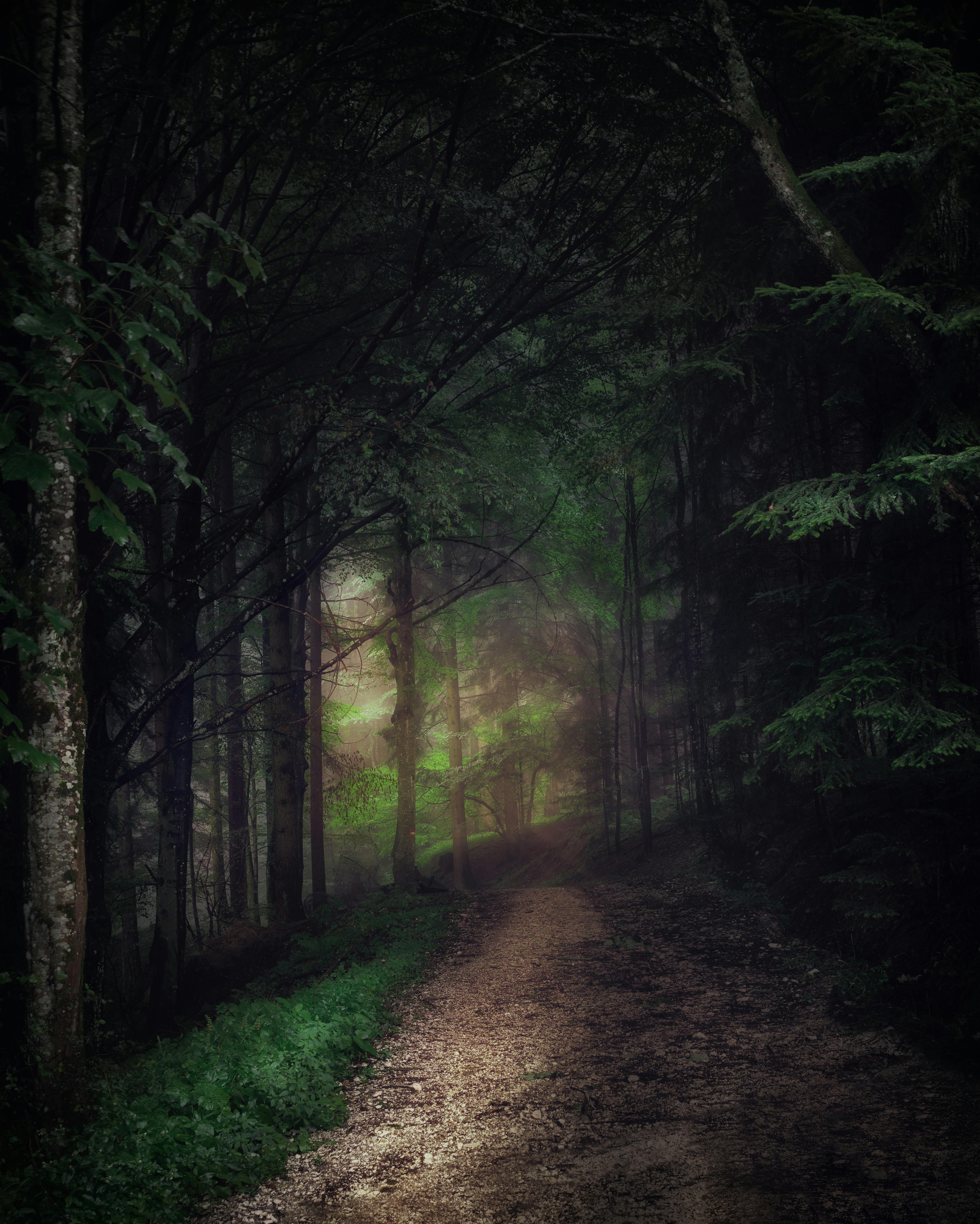 dark woods background