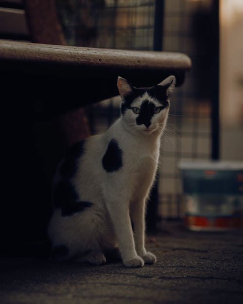 Kostenloses Stock Foto zu boden, haustier, katze