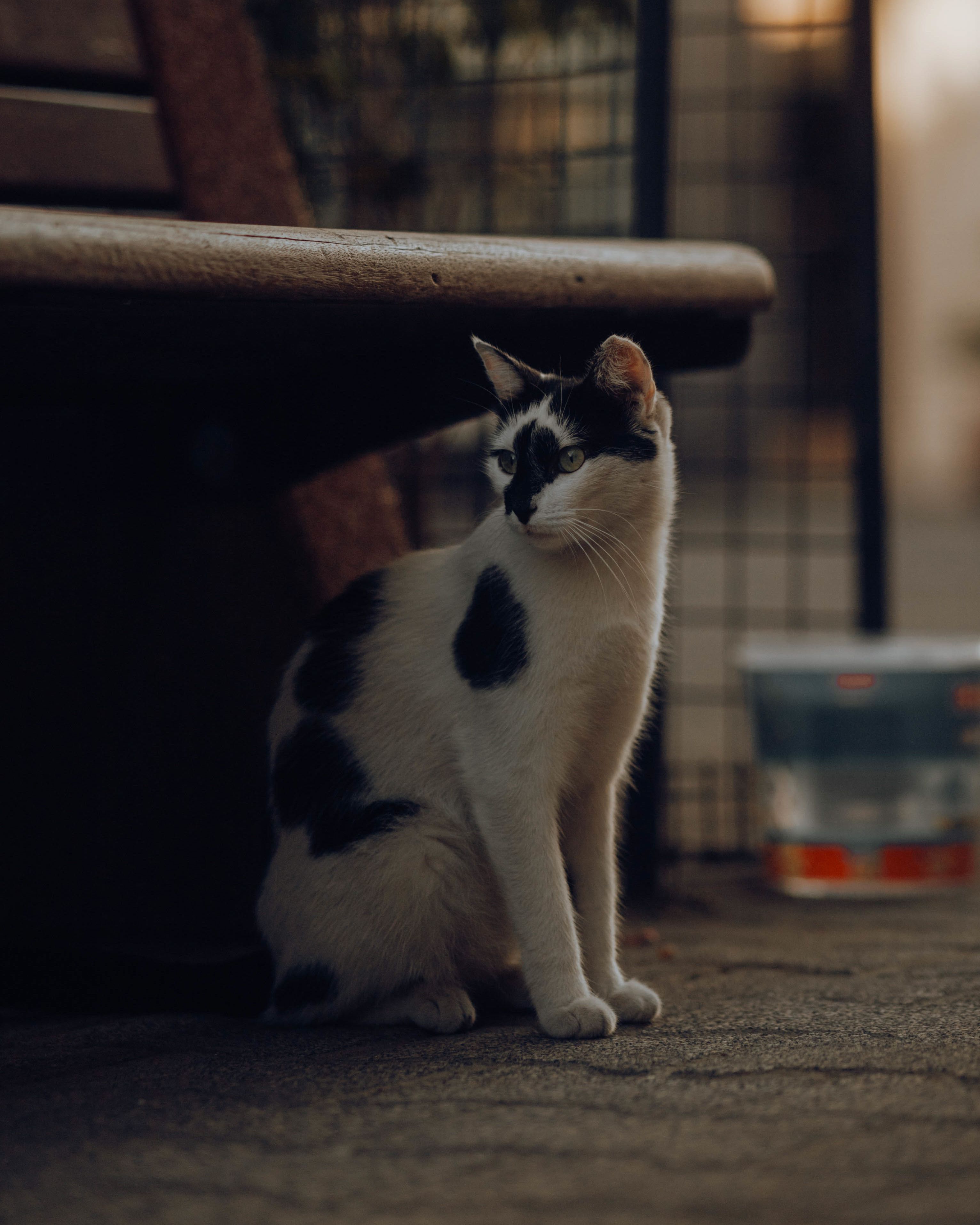 A Cat Sitting on the Floor · Free Stock Photo