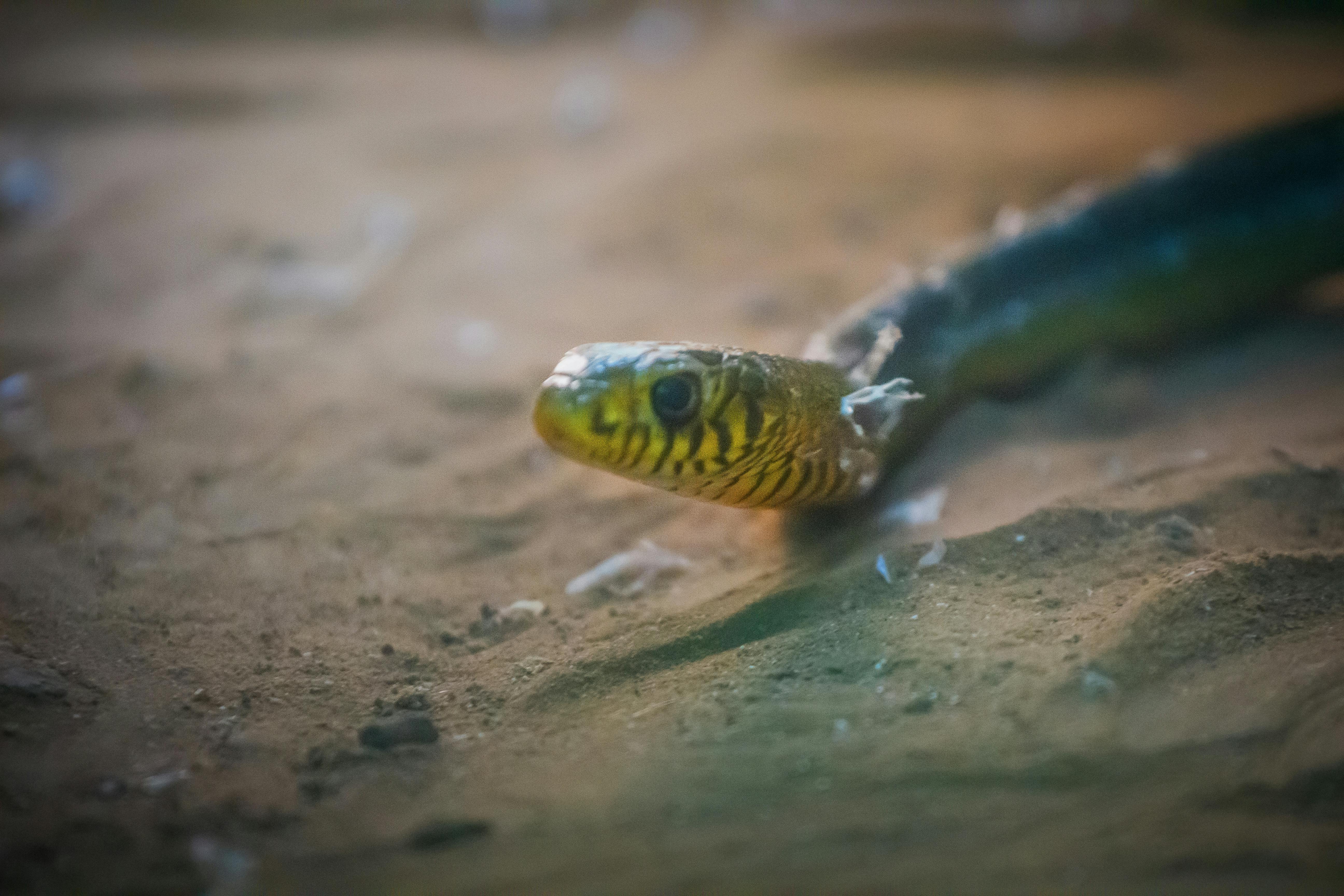 Foto profissional gratuita de cabeça de