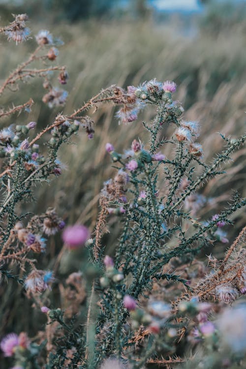 Foto d'estoc gratuïta de bellesa natural, enfocament selectiu, florir