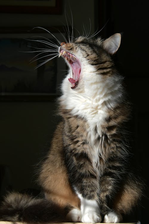 무료 고양이 하품의 클로즈업 사진 스톡 사진