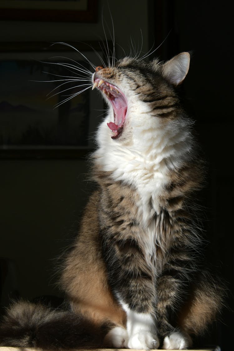 Close-up Photo Of Cat Yawning 