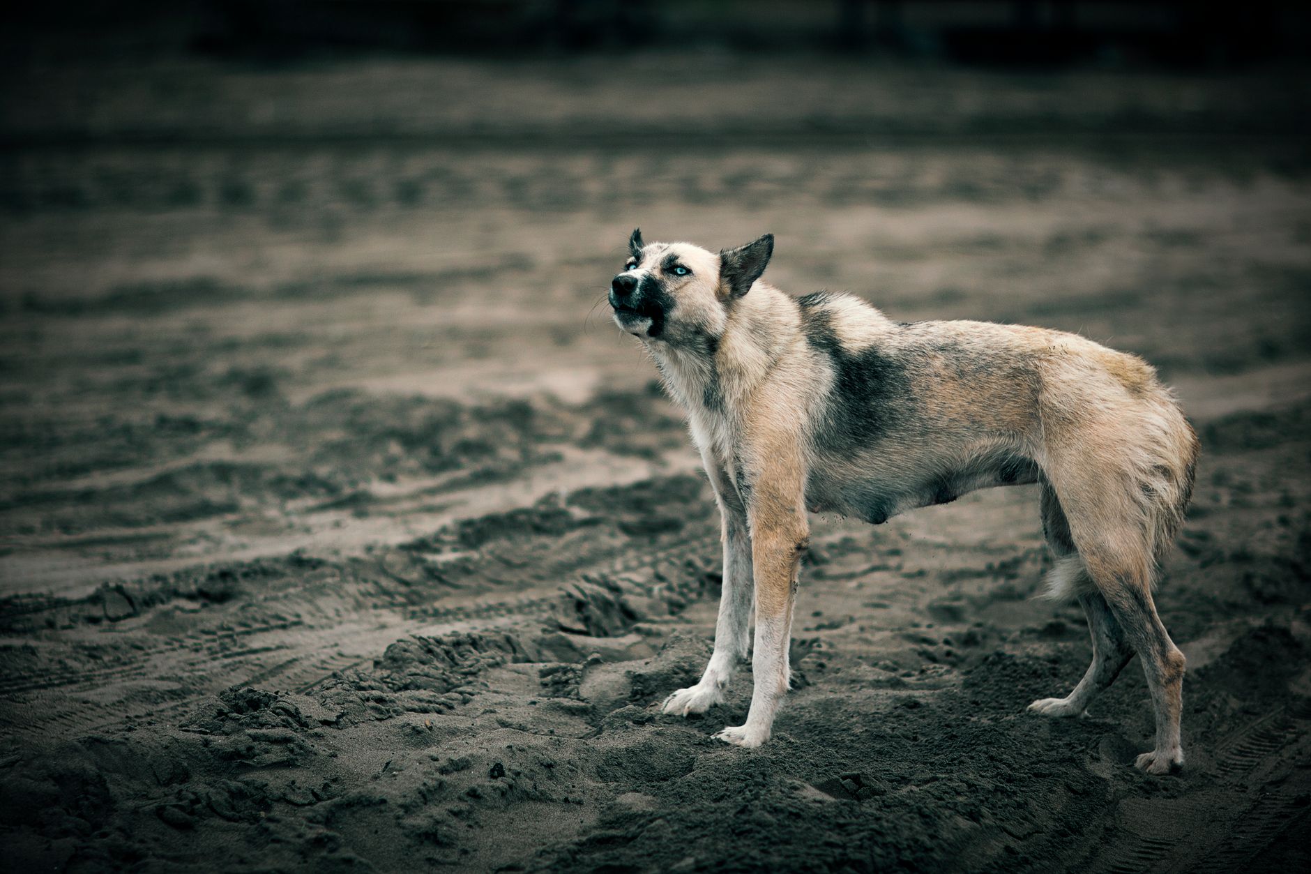 Portrait of a dog at a veterinary clinic