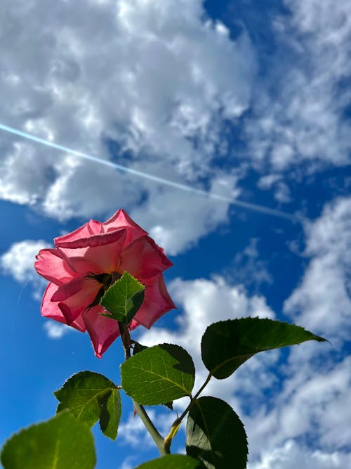 Fotobanka s bezplatnými fotkami na tému modrá obloha, nad mraky, nádherné kvety