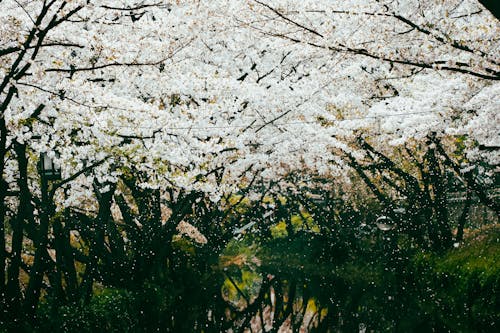 꽃이 만개한, 꽃잎, 나무의 무료 스톡 사진