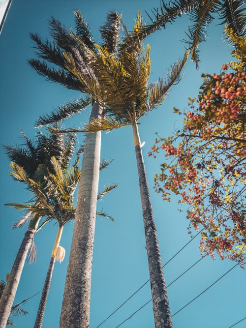 Free Coconut in urban Stock Photo