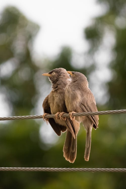 Small Birds on Wire