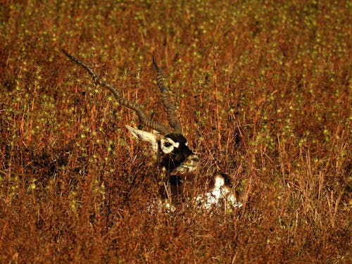 Gratis stockfoto met antilope, camouflage, dierenfotografie