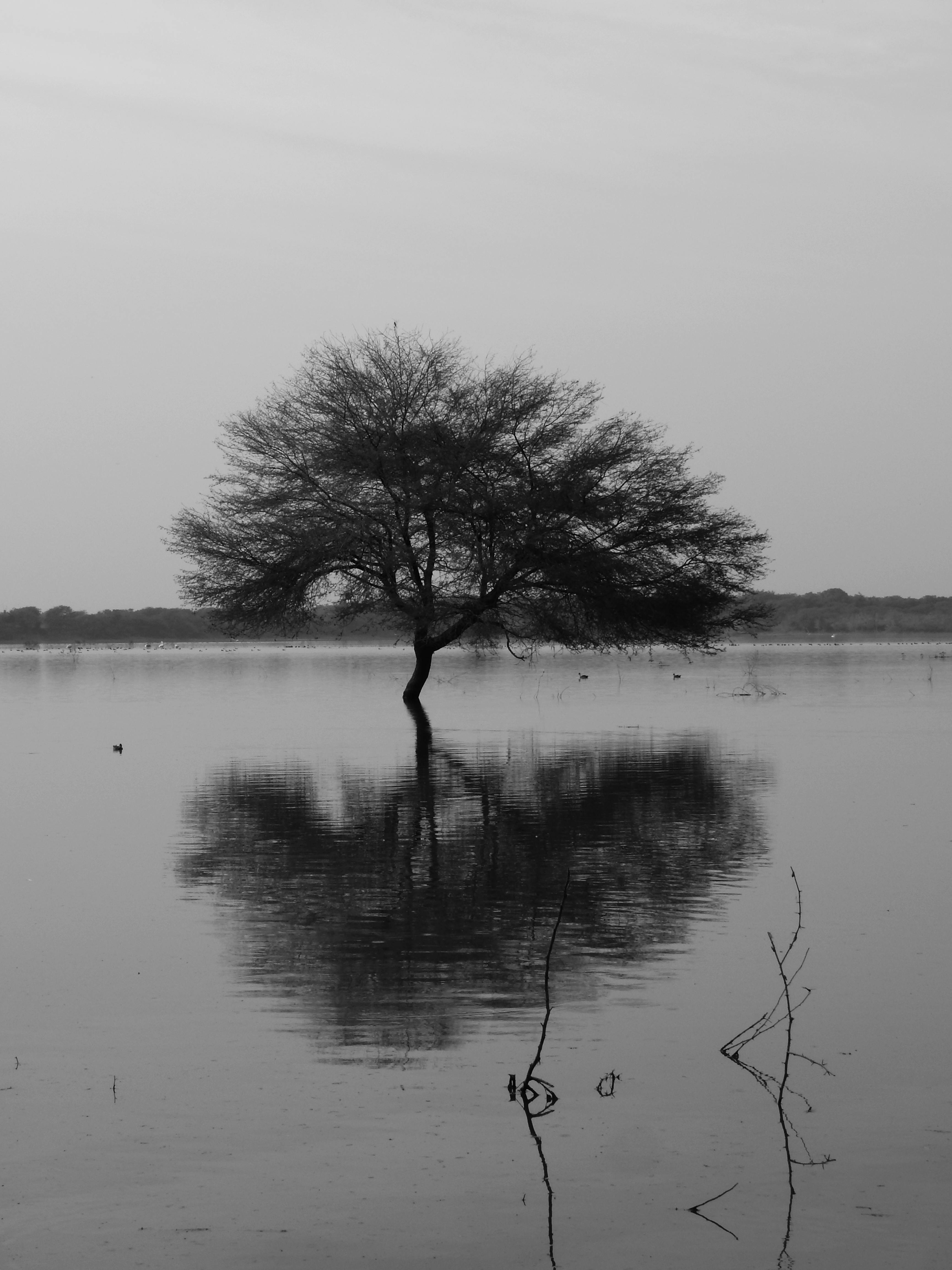 A lone tree stands in still water, casting a perfect reflection under a serene sky in black and white.