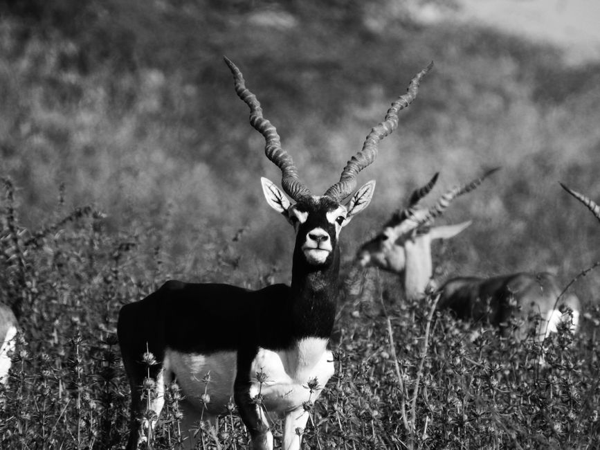 Blackbuck antelope standing in a serene Indian savannah, showcasing its striking spiral horns.