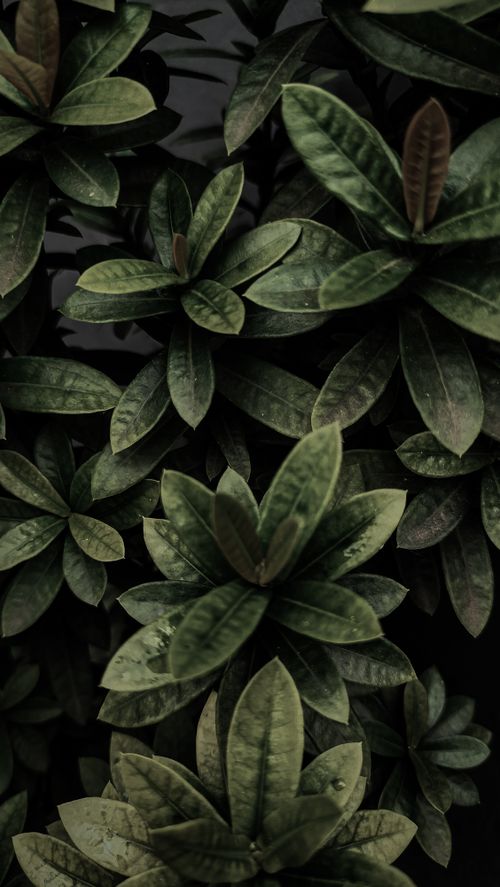 Free Detailed close-up of tropical leaves showcasing nature's vibrant growth and texture. Stock Photo