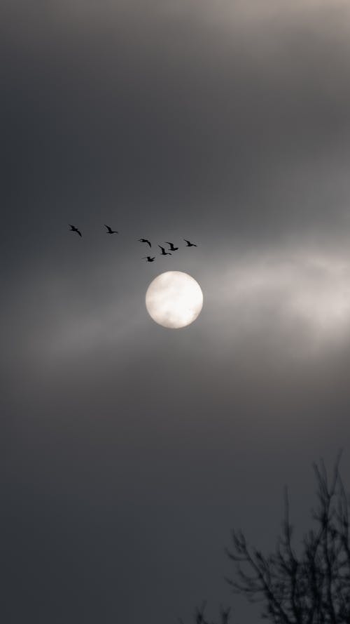 Flock of Birds Fly over Moon