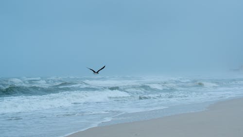Gratis stockfoto met beest, golven, lucht