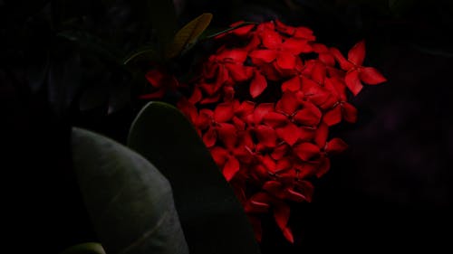 Free stock photo of beautiful, beautiful flower, beautiful flowers