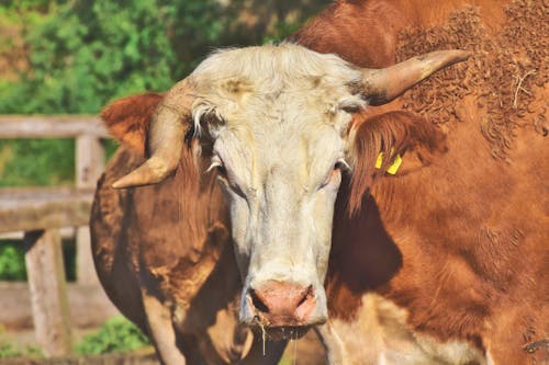 Základová fotografie zdarma na téma býk, farma, kráva