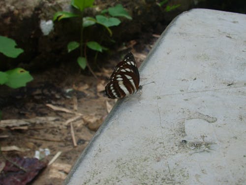 Gratis stockfoto met bruine vlinder