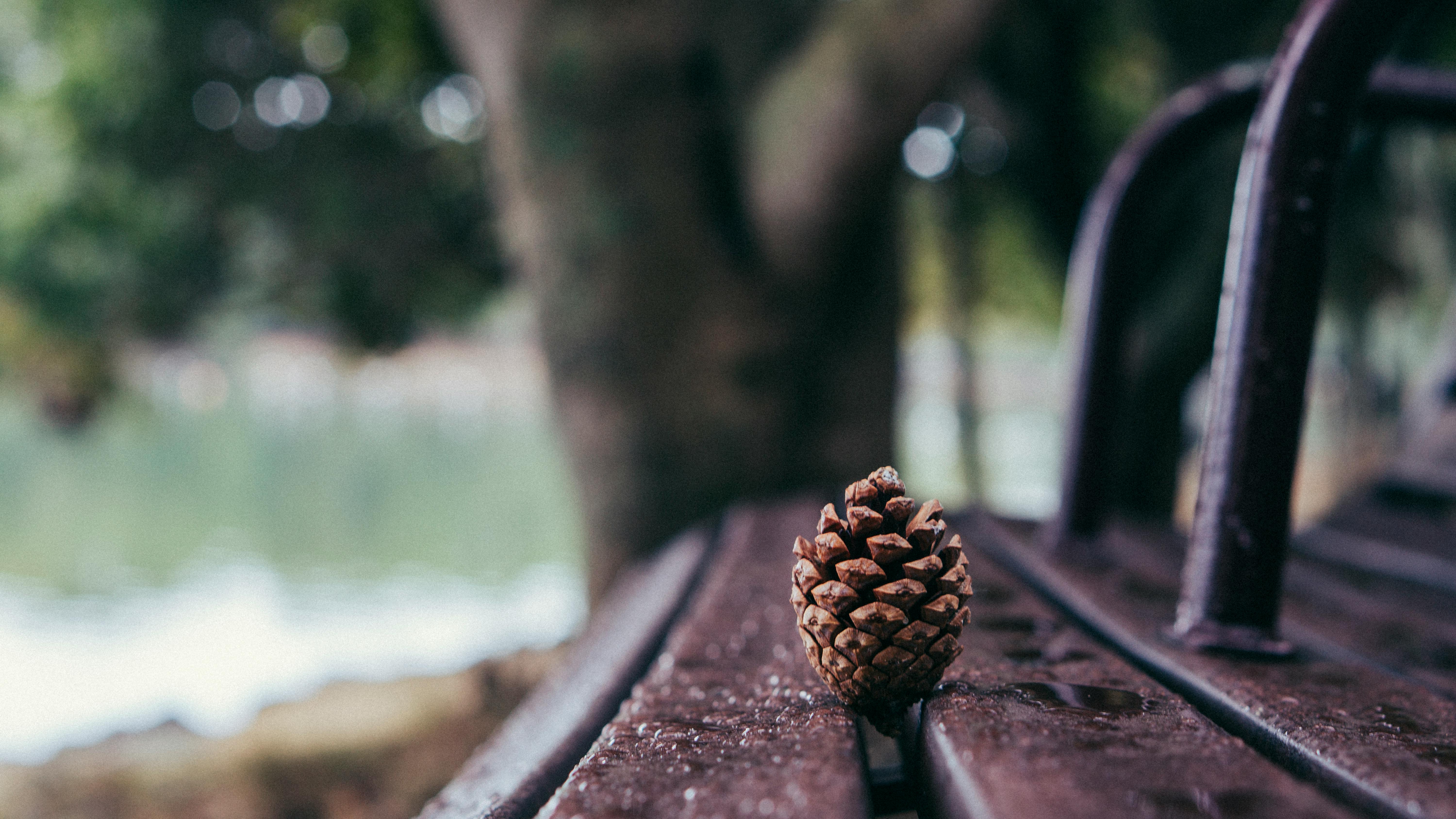 松果特写于木凳之上，背景是模糊的公园