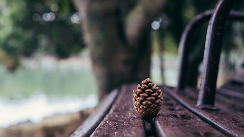 茶色の木製ベンチに茶色の松の円錐形