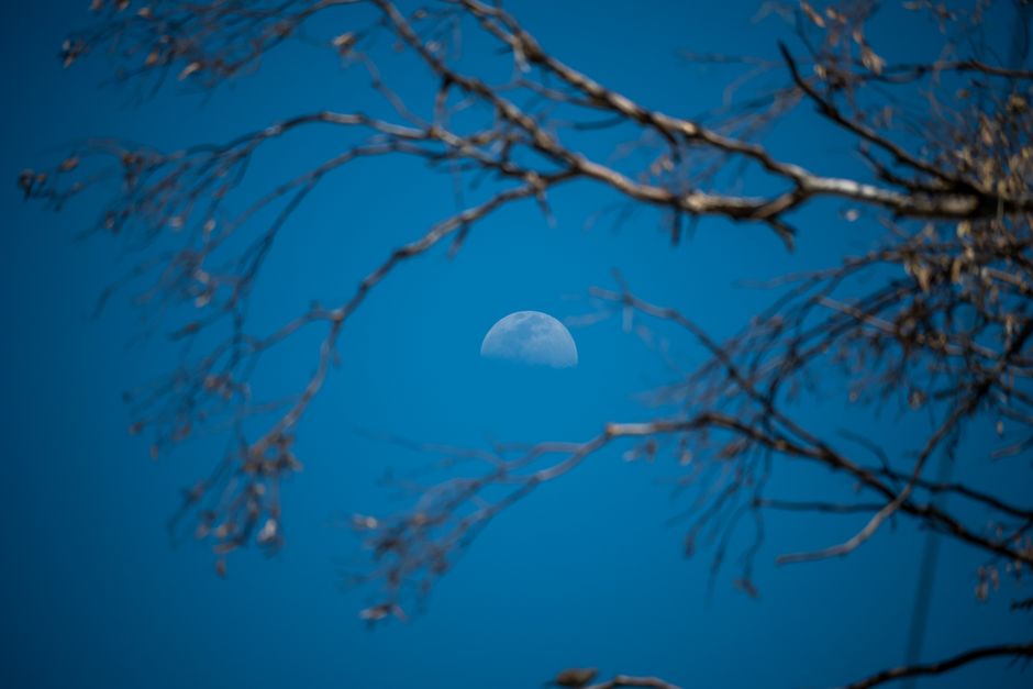 A striking view of the moon framed by bare tree branches with a clear blue sky backdrop.