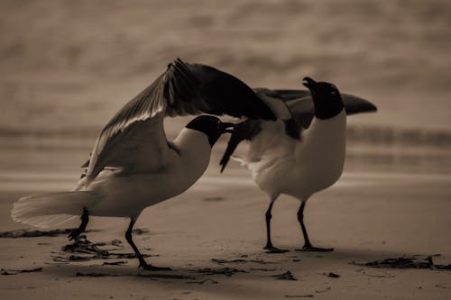 Ingyenes stockfotó a strandon, madarak, Paradicsommadarak témában